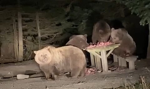 Aç kalan ayılar Uludağ mekanları basınca, mekan sahipleri onlara böyle ziyafet çekti