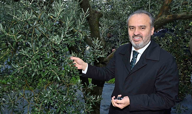 Orhangazi'de de zeytin hasadı başladı