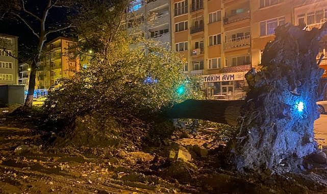 Bursa'da şiddetli lodos 200 yıllık tarihi 2 çınarı yıktı!