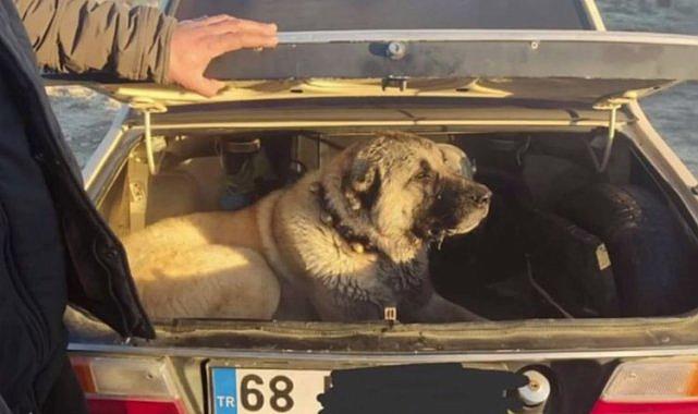 İçişleri'nden köpek dövüşüne şok baskın!