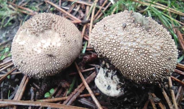 Mantar zehirlenmesinin sonuçları organ yetmezliğine kadar gidebilir