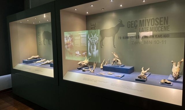 8,5 milyon yıllık fosiller sergileniyor