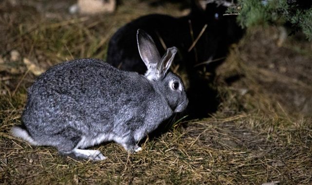Ankara'da 50'ye yakın tavşanı yol ortasına terk ettiler
