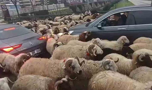 Bursa'da koyun sürüsü çevre yoluna çıktı, trafikte uzun kuyruklar oluştu
