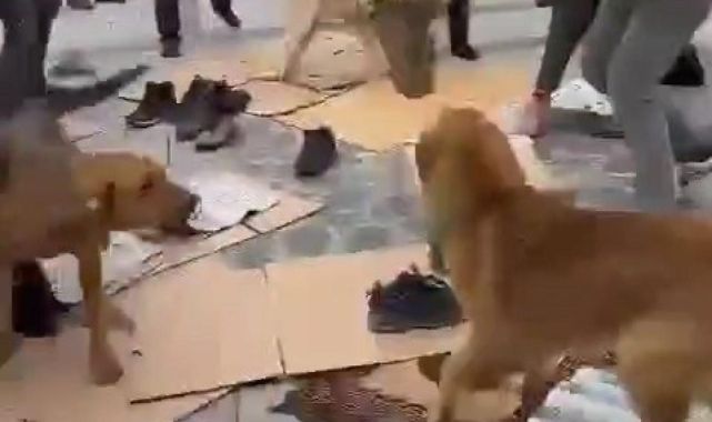 Kavga eden köpekler Cuma cemaatinin arasına daldı