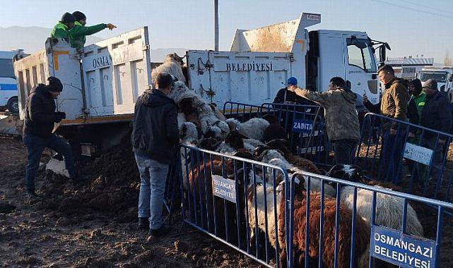 Tarım arazilerine zarar veren koyunlara Osmangazi Zabıtası'ndan müdahale