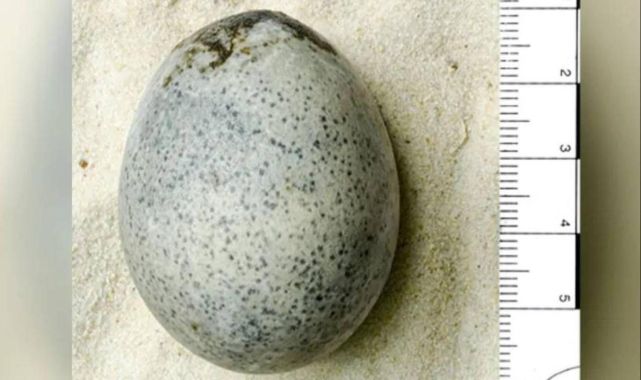 1700 yıllık Roma yumurtası hala sağlam