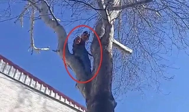 Bursa'da şaşkına çeviren anlar: Polisten kaçmak için ağaca çıktı