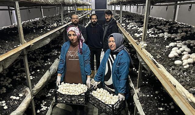 Devlet desteğiyle kurdu; yılda 60 ton mantar üretiyor