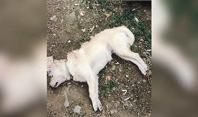 Zehirlendiği belirlenen 14 köpek telef oldu