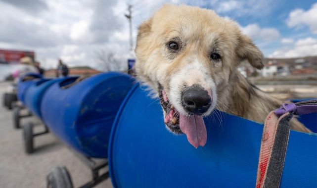 Engelli köpekleri varillerden yaptığı trenle gezdiriyor