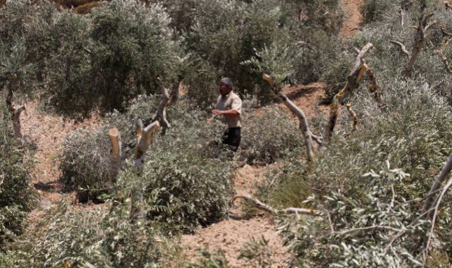 İsrail Filistin'deki zeytin ağaçlarını yok ediyor