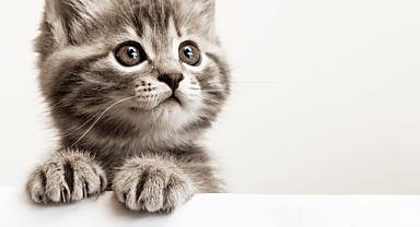 Ankara’da 6 yavru kedi vahşice katledildi!