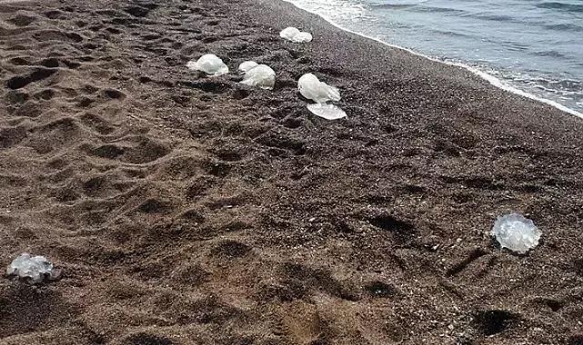Antalya'da paniğe neden olan yüzlerce denizanası sahile vurdu