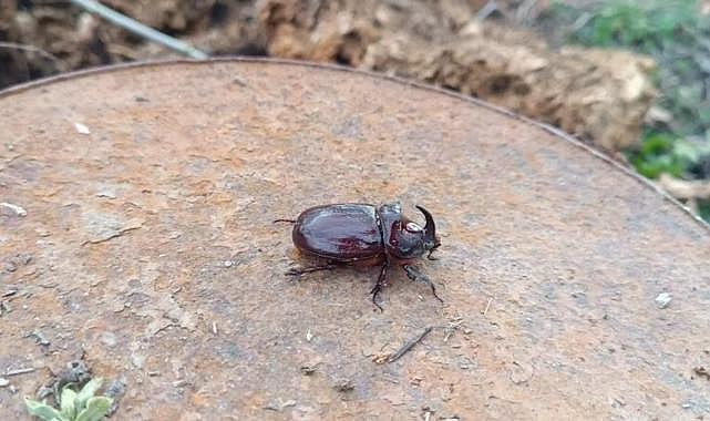 Dünyanın en güçlü böceği Hakkari'de ortaya çıktı: Ağırlığının 850 kat fazlasını taşıyabiliyor