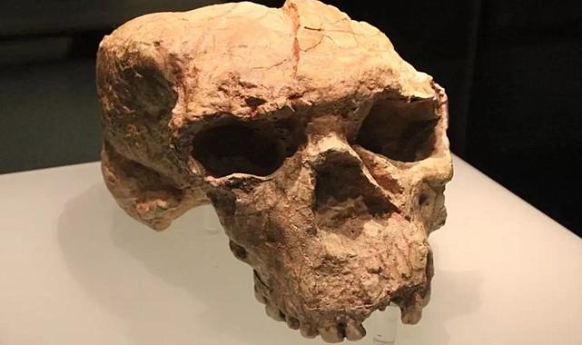 1 milyon yıllık kafatasının gizemi çözüldü: Bilinmeyen bir insan türüne ait 'Ejderha Adam'