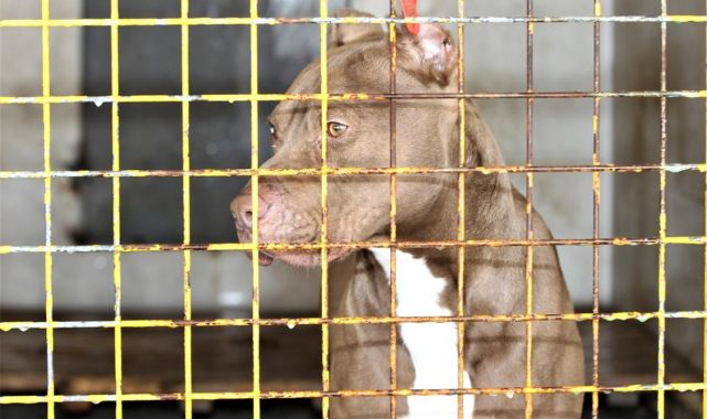 ABD'de, köpeklerin saldırısına uğrayan bir kişi polisin müdahalesiyle kurtuldu