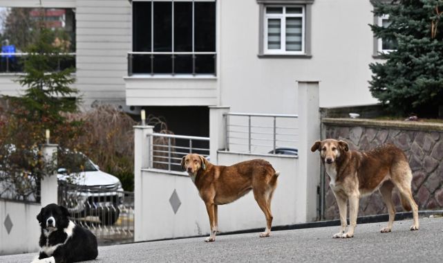 Başıboş sokak köpeklerine ilişkin düzenlemede gözler Meclis'te