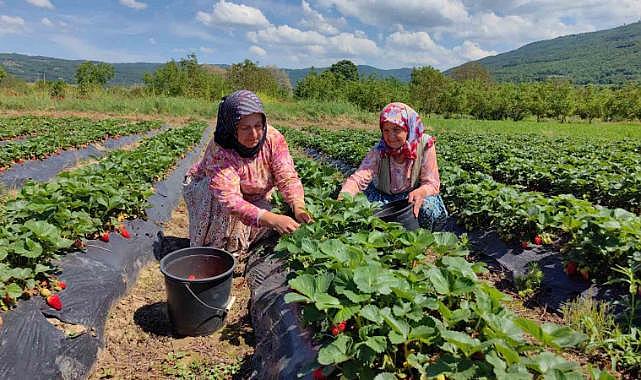 İnegöl çileğinde hasat zamanı