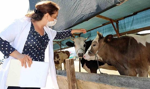 Mudanya’da hayvan pazarı yer değişikliği