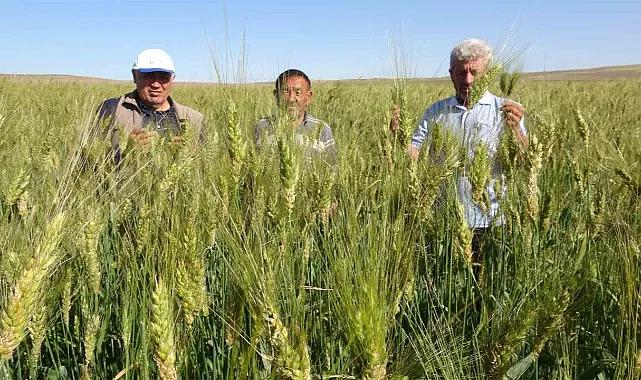 Ata tohumu ile ekim yaptı, 18 tona yakın verim bekliyor