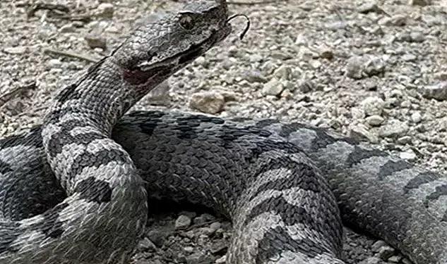 Bolu'da dünyanın en zehirli yılanı görüldü! Nesli tehlike altında