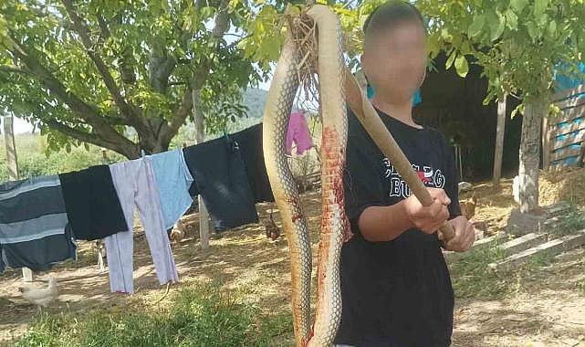 Bursa’da 2 metrelik dev yılan korkuttu