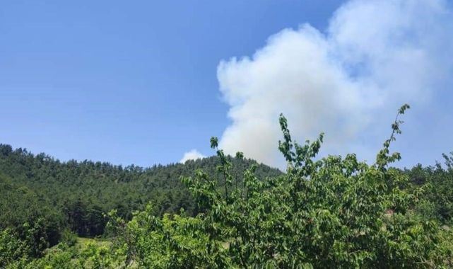 Bursa'da orman yangını