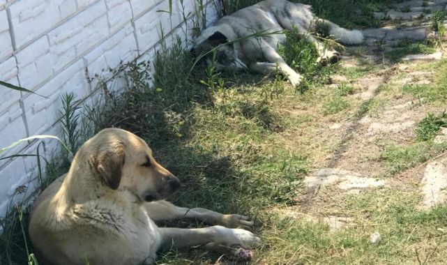 Denizli'de sahipsiz köpeğin ısırdığı kişi yaralandı
