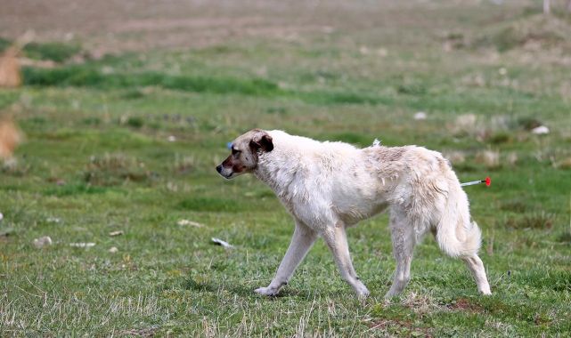 Hatay'da sahipsiz köpeğin saldırdığı kadın yaralandı