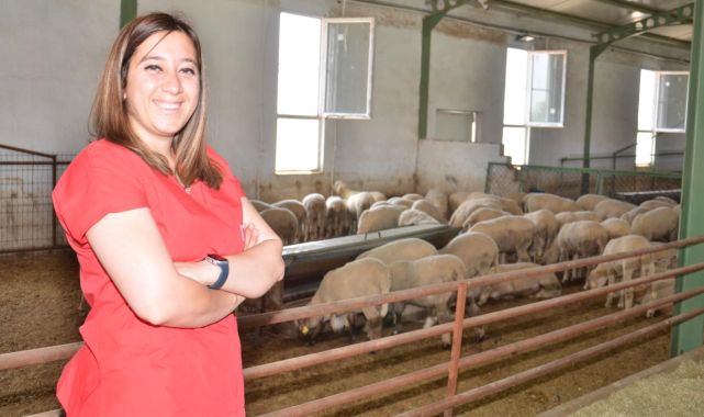 Kadın girişimci devlet desteğiyle kurduğu çiftlikte 1000 koyuna ulaştı