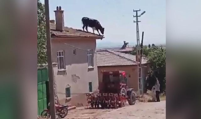 Konya'da kaçan boğa çatıya çıktı