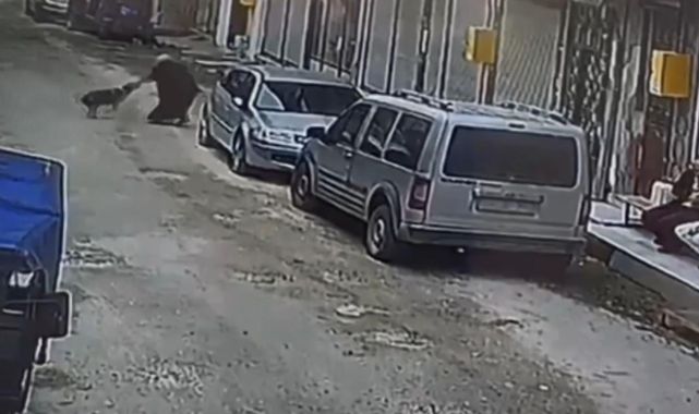 Ordu'da başıboş köpek ekmek almaya giden kadına saldırdı