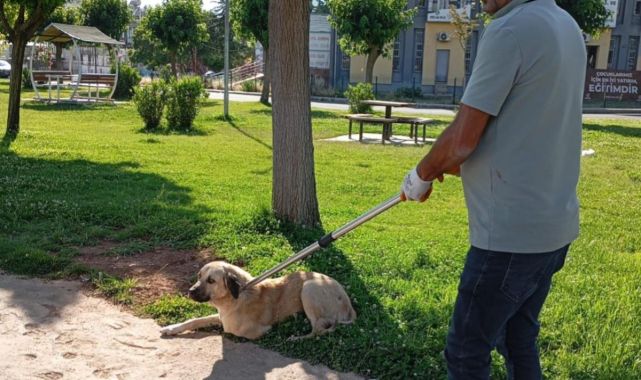 Şanlıurfa'da köpeğin ısırdığı kişi karantinaya alındı