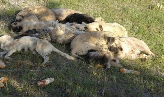 Yozgat'ta 20'den fazla köpek ölü olarak bulundu
