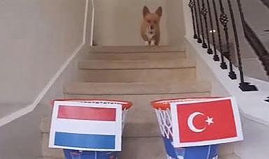 Avusturya maçını skoruna kadar bilmişti! Fenomen köpek, Türkiye-Hollanda maçı için de tahminini yaptı