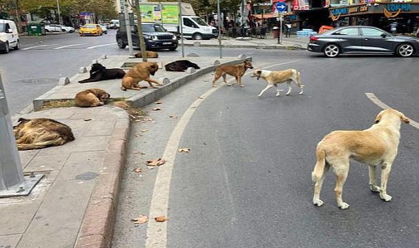 Başıboş köpeklere yönelik düzenlemede