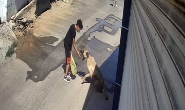 Beslediği sokak köpeği çocuğa saldırdı