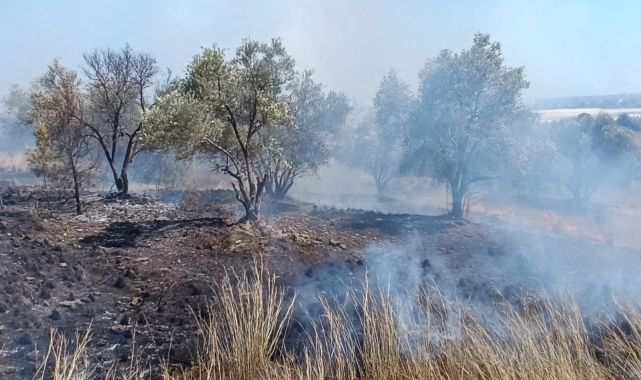 Çöplerden çıkan yangın, zeytin ağaçlarına zarar verdi