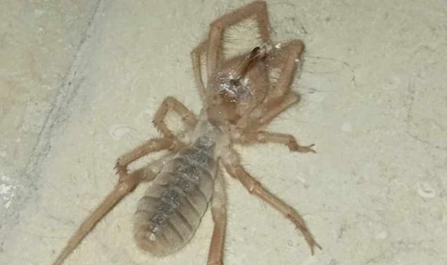 Elazığda zehirli etçil sarı kız örümceği görüldü