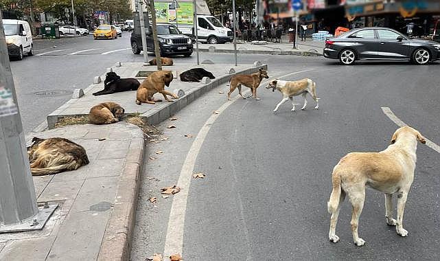 MASAK'tan başıboş köpek raporu: STK'lar mama üreticileriyle ilişkili