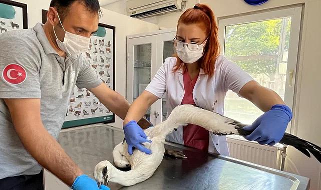Yaralı leylek şifayı Osmangazi'de buldu