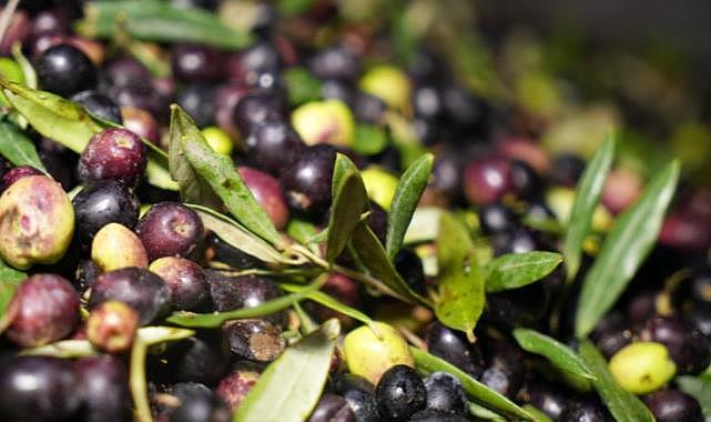 116 ülkeye 175 milyon dolarlık zeytin ihracatı
