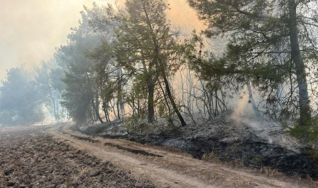 Bursa'da orman yangını