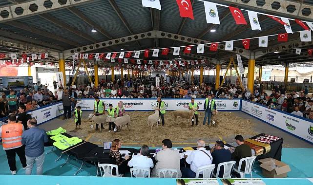 İnegöl'de Küçükbaş Hayvancılık Festivali için geri sayım başladı