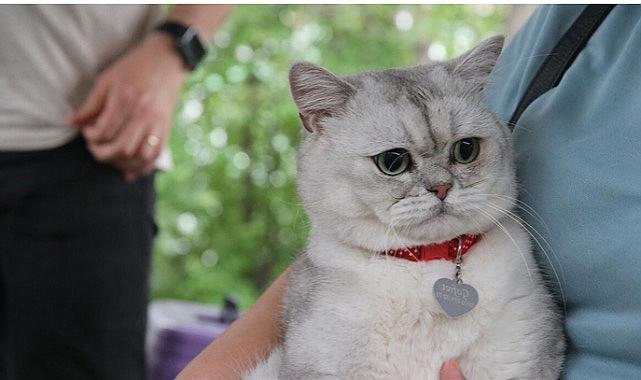 'Kediler de yas tutuyor'