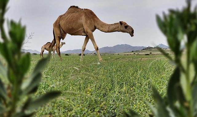 Suudi Arabistan'da 27 deveye estetik, 16'sına botoks yapıldığı ortaya çıktı