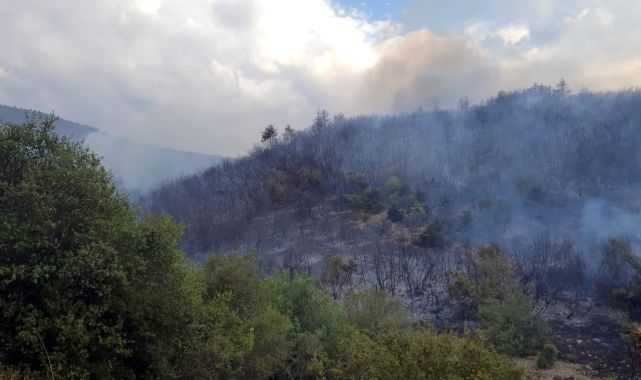 Tokat'ta ormanlık alanda yangın