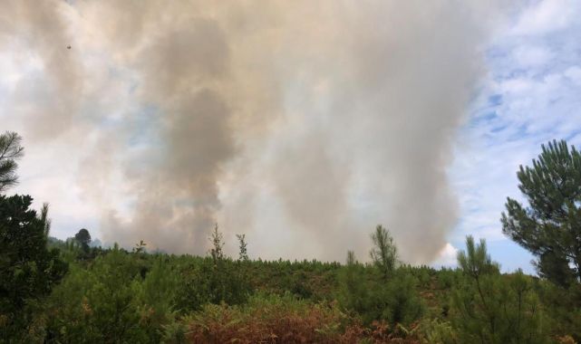 Yalova'da ormanlık alanda yangın