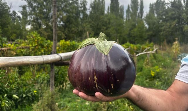 2 kilo 200 gramlık patlıcan görenleri şaşırttı